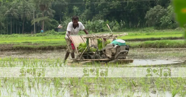 ধান রোপণ মেশিনে ধান ব্যবহার করছেন একজন কৃষক
